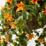 Close-up of craft detail close-up on this Draping Orange Bougainvillea in Rattan Summer Hanging Basket