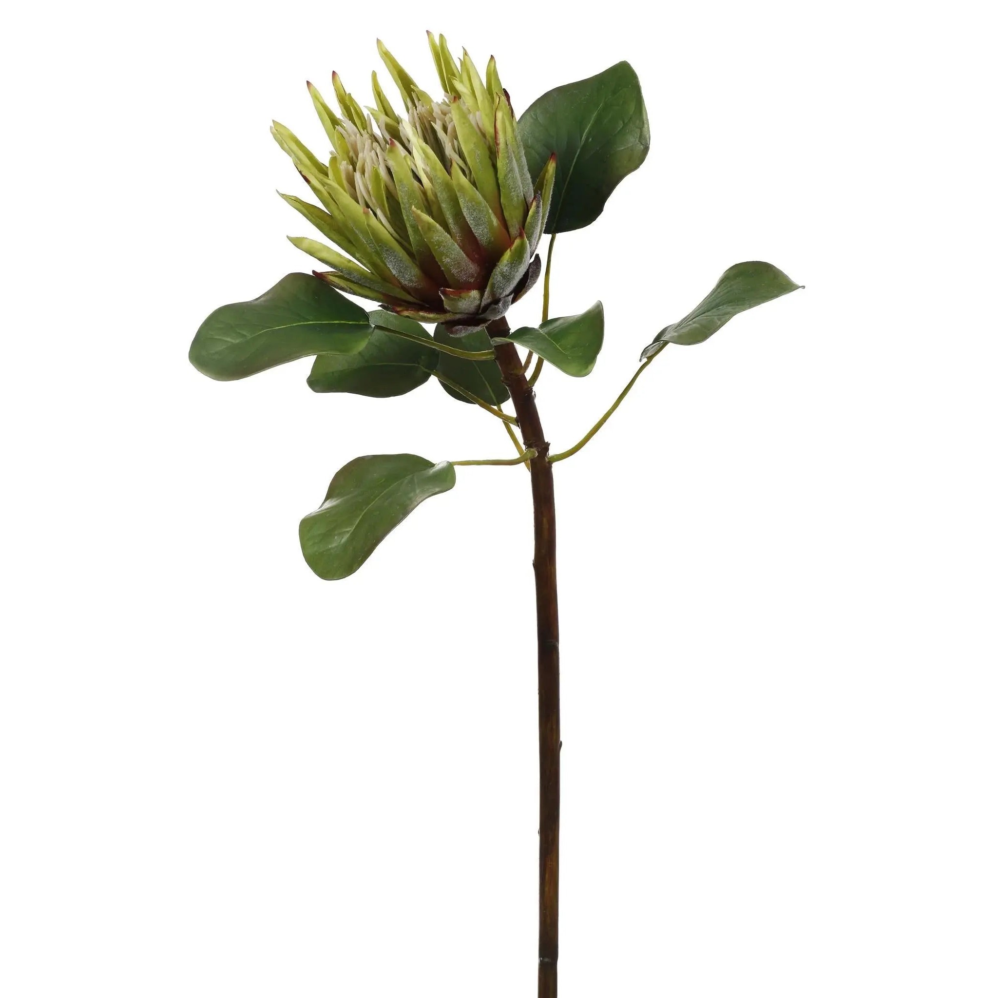 FLWSTM1033-GR-RealTouchGreenProteaFlowerSingleStemBundle-sq.jpg Real Touch Protea Stem - Green - Image 1
