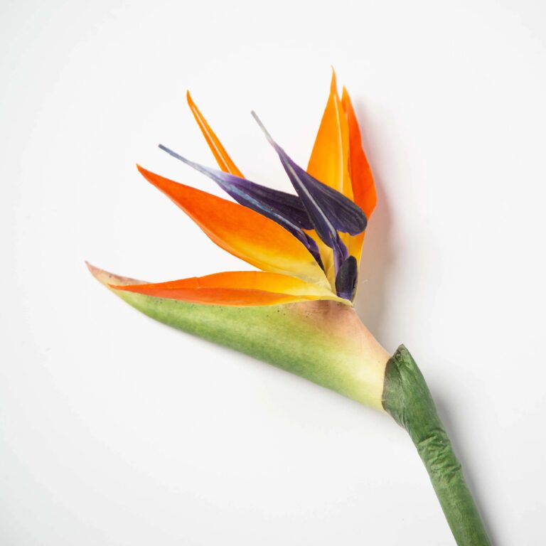 Tropical Orange and Purple Large Bird of Paradise Faux Stem Spray - 31 inch