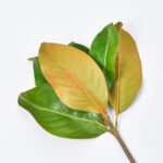 Alternate angle of the Real Touch Classic Magnolia Leaf Leaf Pick Stem showing leaves along