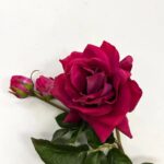 Alternate angle of the Magenta Pink Real Touch Garden Faux Floral Stem showing leaves along