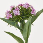 Close-up of bloom tips on this Lavender Real Touch Mini Dianthus Faux Floral Spray