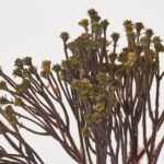 Close-up of bloom tips on this Autumn Green Fall Mini Blossom Blossom Bush Bouquet