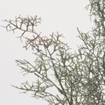Close-up of bloom tips on this Silver Gray Coral Fern Single Faux Foliage Spray