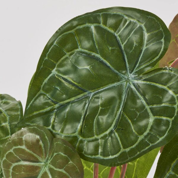 Close-up of bloom tips on this Real Touch Turtle Shell Plant Plant Bush Spray