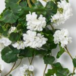 Close-up of bloom tips on this Real Touch White Hanging Geranium Faux Floral Spray