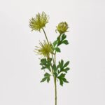 Open Pincushion Needle Gradient Green Protea Bloom and Leaf Long Stem Spray - 27 inch