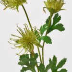 Close-up of bloom tips on this Open Pincushion Needle Gradient Green Long Stem Spray