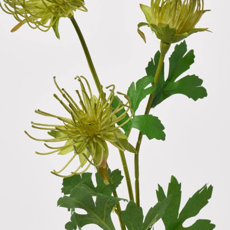 Close-up of bloom tips on this Open Pincushion Needle Gradient Green Long Stem Spray
