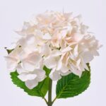Close-up of bloom tips on this Real Touch Cream Garden Hydrangea Faux Floral Spray