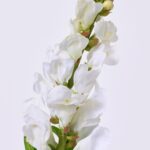 Close-up of bloom tips on this Blooming Real Touch White Snapdragon Spray Single Stem