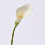 Elegant White Real Touch Calla Lily Bloom Single Stem Faux Floral Spray - 21 inch