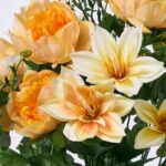 Close-up of bloom tips on this Pastel Yellow and Orange Clematis, Floral Bush Spray