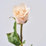 Alternate angle of the Real Touch Cream and Light Floral Stem Spray showing leaves along