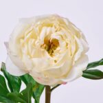 Close-up of bloom tips on this Real Touch Cream Single Peony Floral Stem Spray