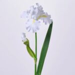 White Silk German Iris Bloom and Bud Faux Floral Spray - 30 inch