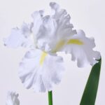 Close-up of bloom tips on this White Silk German Iris Bloom Faux Floral Spray