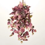Dusty Mauve Hanging Shoeblack Vine Bush Spray - 26 inch - Dusty Mauve