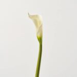 Real Touch Elegant White Calla Lily Bud Single Long Faux Floral Spray - 28 inch