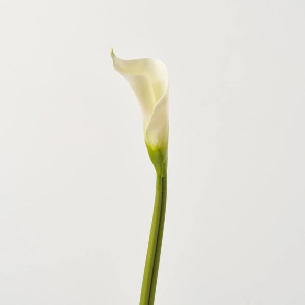 Real Touch Elegant White Calla Lily Bud Single Long Faux Floral Spray - 28 inch