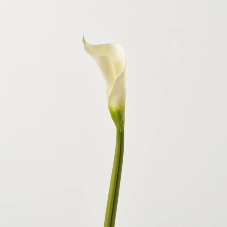 Real Touch Elegant White Calla Lily Bud Single Long Faux Floral Spray - 28 inch