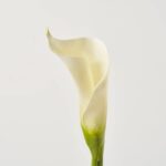 Close-up of bloom tips on this Real Touch Elegant White Calla Faux Floral Spray