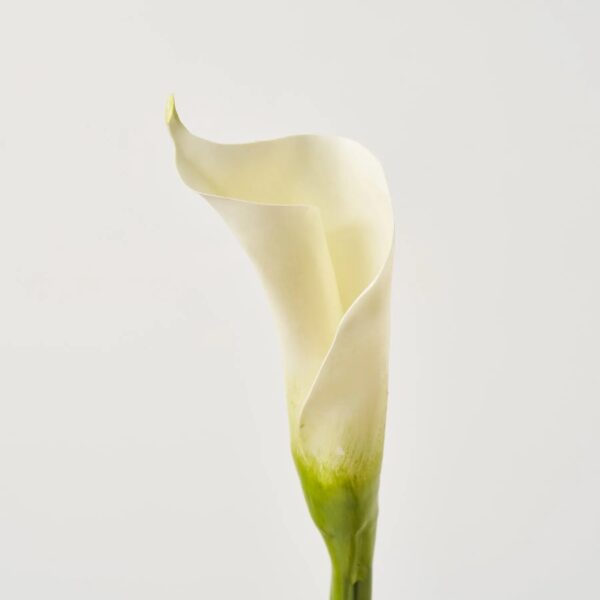Close-up of bloom tips on this Real Touch Elegant White Calla Faux Floral Spray