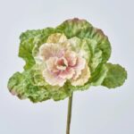 Blush Green Faux Ornamental Cabbage Blossom Stem Pick - 10 inch - Blush Green