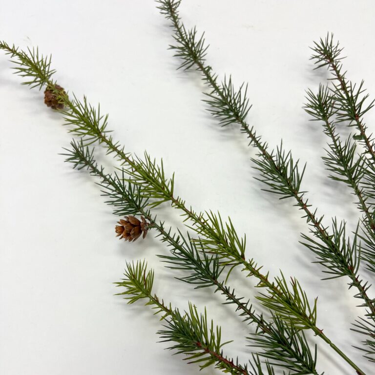 Close-up of bloom tips on this Wispy Pendula Pine and Mini Winter Greenery Stem