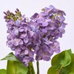 Close-up of bloom tips on this Real Touch Purple Lilac Bloom Floral Branch Spray