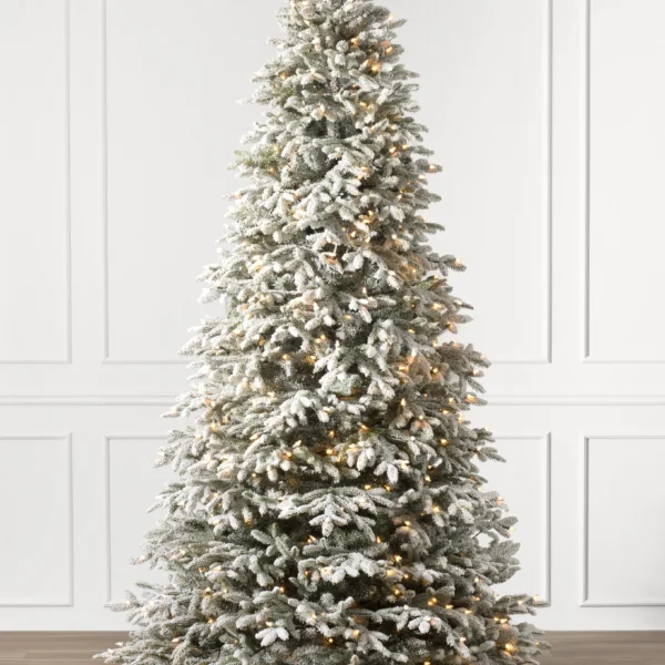 Frosted Fraser Fir