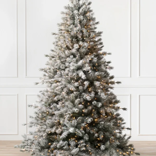 Frosted Sugar Pine