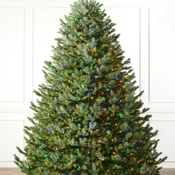 BH Fraser Fir Wide