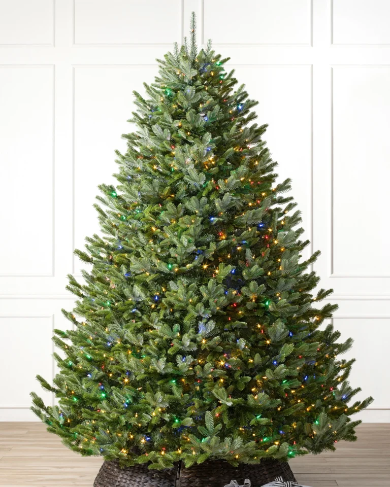 BH Fraser Fir Wide