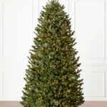BH Fraser Fir Narrow