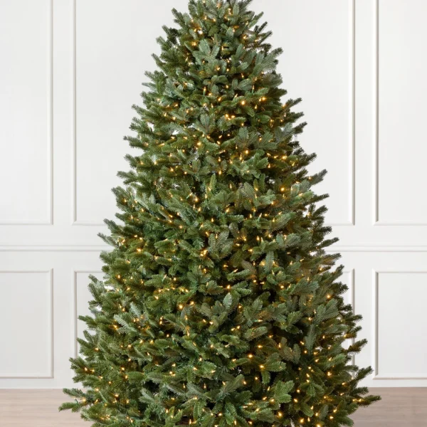 BH Fraser Fir