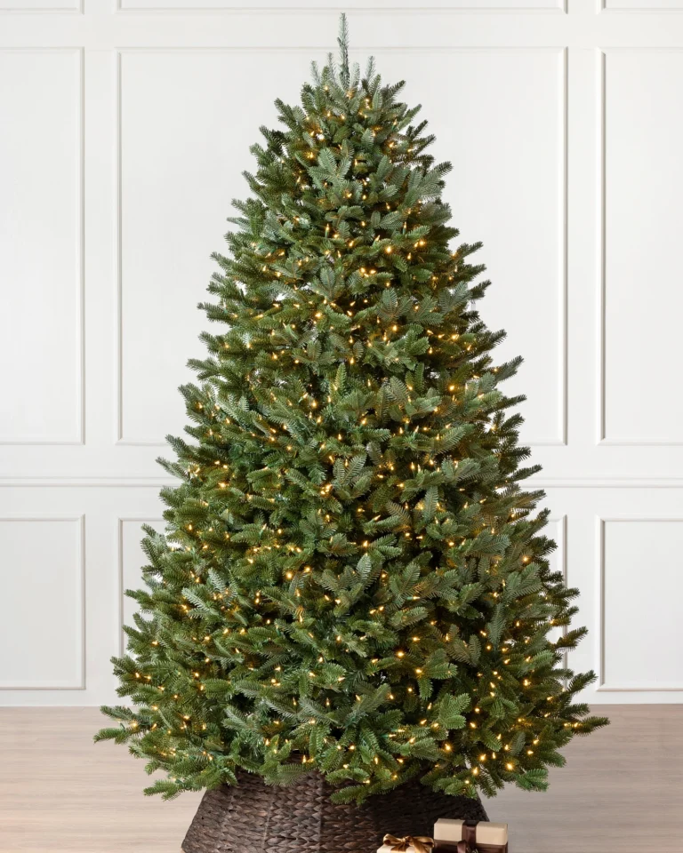 BH Fraser Fir