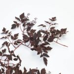 Detail view of berry and foliage detail from the Dark Plum Cimicifuga Ramosa Leaf Berry
