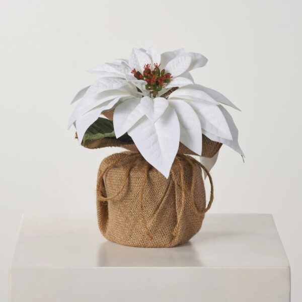 White Velvet Christmas Poinsettia Arrangement in Small Burlap Pot
