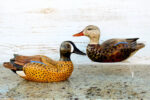 Hand Carved Blue Winged Teal Pair Drake and Hen Premier Wooden Decorative Duck Decoys, hand