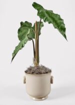 The Natural Dried Spanish Moss vase shown in full, highlighting vase silhouette detail