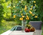 Alternate angle of the Meyer Lemon Tree Branches Tall Glass Vase showing full plant from