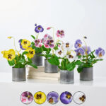 Lifelike Pansy Faux Floral Arrangement Houseplant in Galvanized Metal Tin - 5 Colors