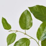 Close-up of bloom tips on this Real Touch Triple Salal Leaf Leaf Branch Spray