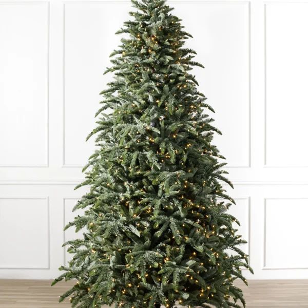 BH Noble Fir Narrow