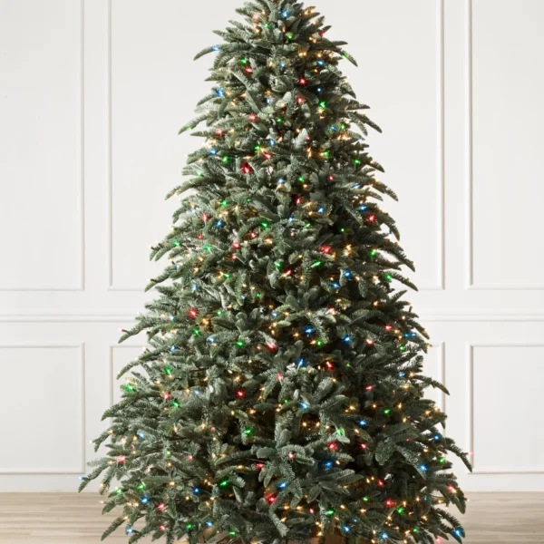 BH Noble Fir