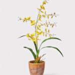 Yellow Natural Touch Oncidium Orchid Plant in Clay Pot - 29 inch