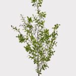 Tall Artificial Boxwood Branch - 48 inch, artificial plant