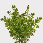 UV Treated Real Touch Fern Indoor Outdoor Plant - 17 inch