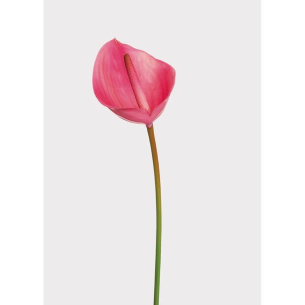 23.5-inch Real Touch Stem - Magenta
